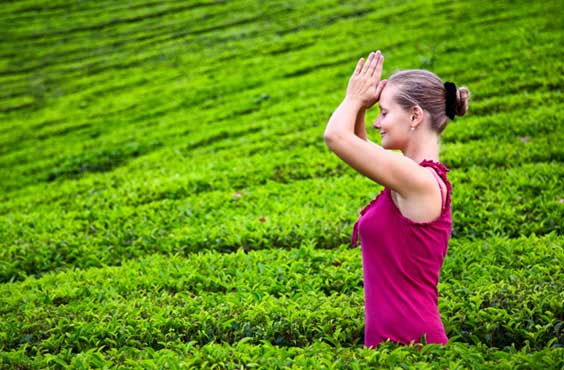 Munnar tour packages from Cochin